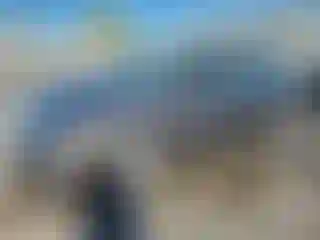 Vehicle Image- 2009 Honda Civic