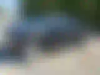 Vehicle Image- 2001 Dodge Dakota