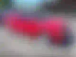 Vehicle Image- 2000 Dodge Dakota
