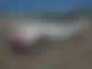 Vehicle Image- 1991 Ford Mustang