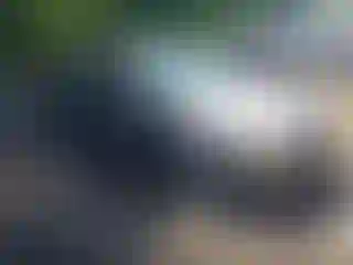 Vehicle Image- 2014 Ford Focus