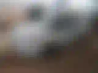 Vehicle Image- 2018 Ford Focus