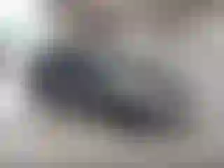 Vehicle Image- 2014 Ford Focus