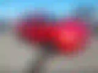 Vehicle Image- 2014 Ford Focus