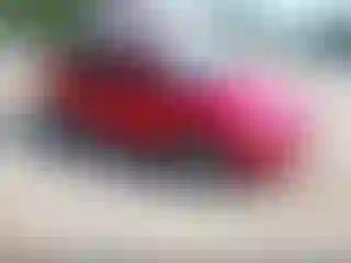 Vehicle Image- 2014 Ford Focus