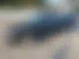 Vehicle Image- 2006 Ford Focus