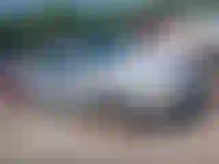 Vehicle Image- 2007 Ford Focus