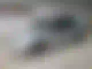 Vehicle Image- 2004 Ford Focus