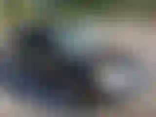 Vehicle Image- 2005 Ford Focus