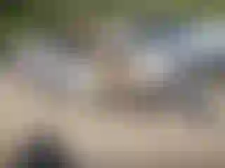 Vehicle Image- 2009 Ford Focus