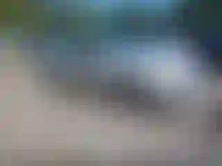 Vehicle Image- 2009 Ford Focus