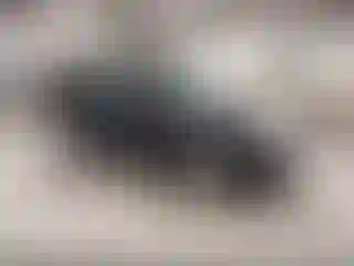 Vehicle Image- 2010 Ford Focus
