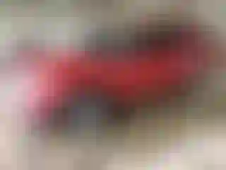 Vehicle Image- 2018 Ford Explorer