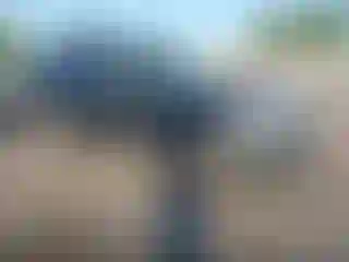 Vehicle Image- 2008 Ford Escape