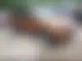 Vehicle Image- 2017 Ford Escape