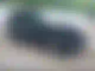 Vehicle Image- 2013 Ford Escape