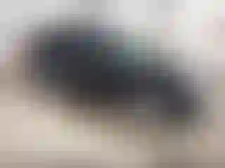 Vehicle Image- 2011 Ford Escape