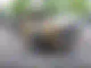 Vehicle Image- 2011 Ford Escape