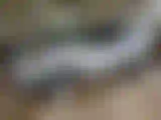 Vehicle Image- 2018 Ford Escape