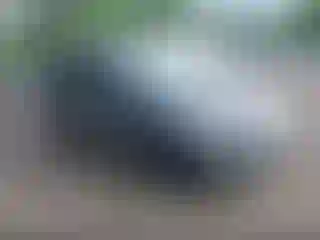 Vehicle Image- 2017 Ford Escape