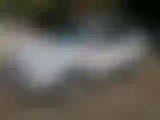 Vehicle Image- 2016 Ford Escape