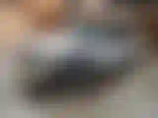 Vehicle Image- 2010 Ford Explorer