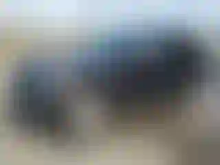 Vehicle Image- 2024 Ford Explorer
