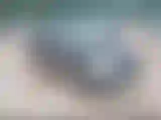 Vehicle Image- 2006 Ford Escape