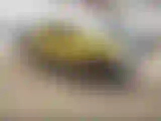 Vehicle Image- 2002 Ford Escape