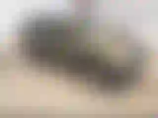Vehicle Image- 2003 Ford Explorer