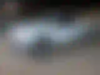 Vehicle Image- 2010 Ford F-150