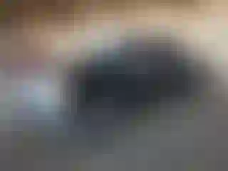 Vehicle Image- 2010 Ford F-150