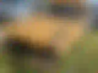 Vehicle Image- 2010 Ford Ranger