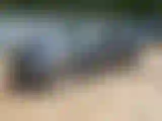 Vehicle Image- 2019 Chevrolet Camaro