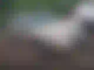 Vehicle Image- 2004 Chevrolet Malibu