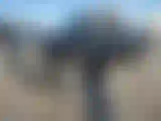 Vehicle Image- 2004 Chevrolet Silverado