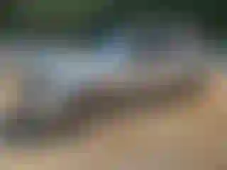 Vehicle Image- 2004 Chevrolet Trailblazer