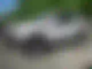 Vehicle Image- 2007 Cadillac Escalade