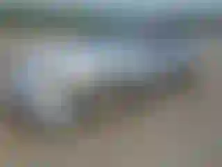 Vehicle Image- 2000 Honda Accord