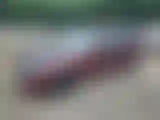 Vehicle Image- 1992 Honda Civic