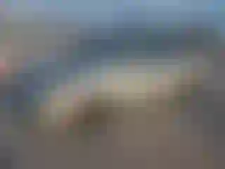 Vehicle Image- 2008 Honda Civic