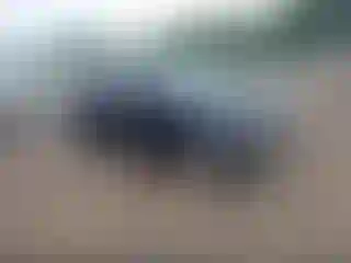 Vehicle Image- 2008 Honda Civic