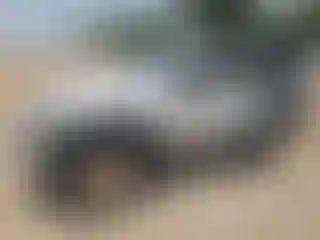 Vehicle Image- 2009 Jeep Wrangler