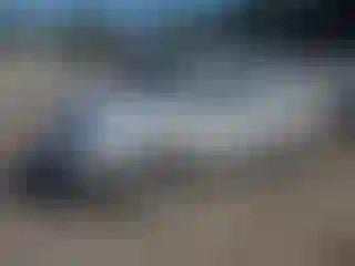 Vehicle Image- 2009 Jeep Patriot