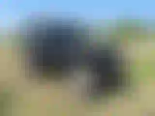 Vehicle Image- 1999 Jeep Wrangler