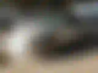 Vehicle Image- 2006 Nissan Altima