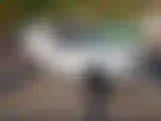 Vehicle Image- 2010 Nissan Frontier