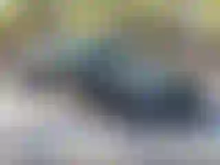 Vehicle Image- 2008 Dodge Charger