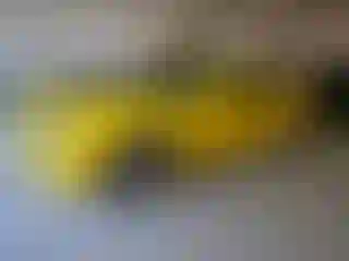 Vehicle Image- 2010 Chevrolet Camaro