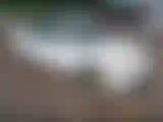 Vehicle Image- 2004 Honda Civic
